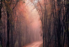 NG体育：遗憾惜败！女子冰壶中国3比4韩国@央视网体育.